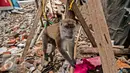Ekpresi seekor Monyet ekor panjang (Macaca fascicularis) yang dipelihara warga di kawasan kampung akuarium, Jakarta, Senin (30/1). Monyet ini termasuk hewan liar yang mampu mengikuti perkembangan peradaban manusia. (Liputan6.com/Gempur M. Surya)