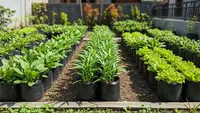 Cara Mengatur Jarak Tanaman Sayur agar Tumbuh Subur, Tak Bisa Sembarangan Menanam
