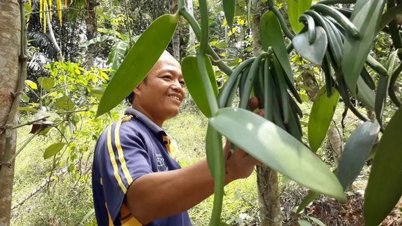 Kementan Dorong Pengembangan Vanili di Salatiga