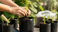 7 Cara Menanam Kangkung dari Sisa Batang, Tumbuh Lagi dan Bisa Dipanen