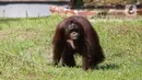 Orangutan yang menjadi salah satu penghuni Taman Margasatwa Ragunan terlihat di dalam kandangnya di Jakarta, Sabtu (20/6/2020). Ragunan mulai dibuka kembali untuk pengunjung pada Sabtu ini di masa PSBB transisi dengan pembatasan dan penerapan protokol kesehatan yang ketat. (Liputan6.com/Herman Zakha
