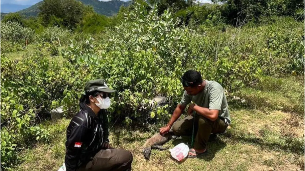 Petugas resort Labuan Bajo saat menguburkan komodo yang ditemukan mati