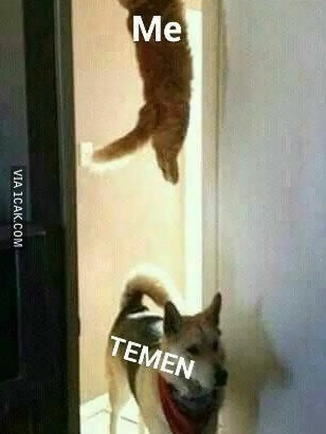 Meme Lucu Saat Ditagih Utang Ini Malah Bikin Emosi