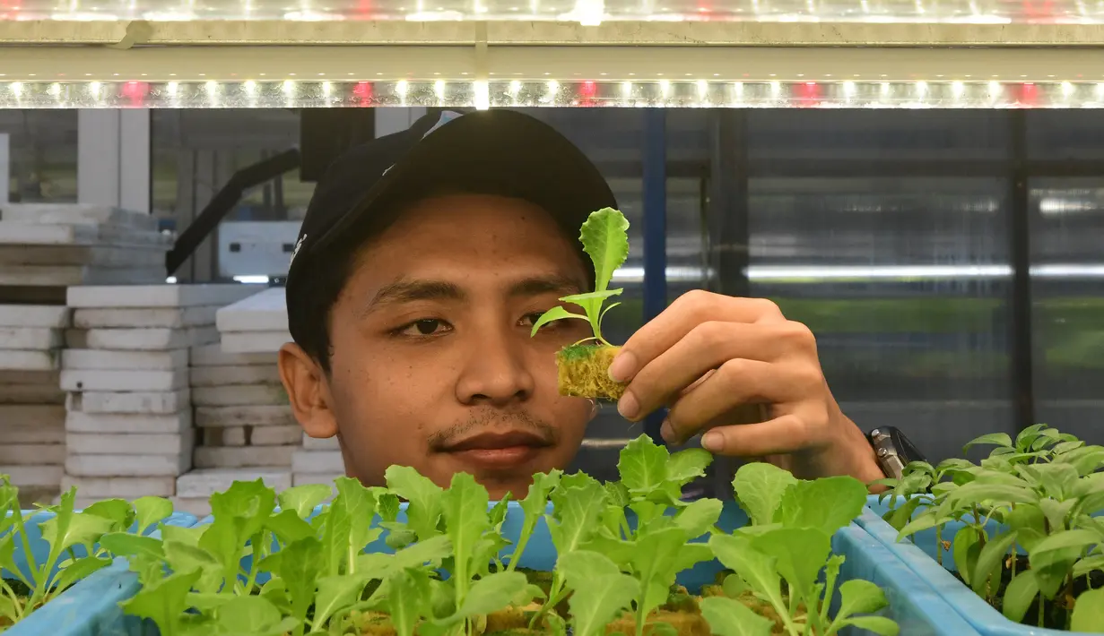 Pertanian vertikal sangat efisien dalam penggunaan lahan karena menanam tanaman secara bertingkat. (merdeka.com/Arie Basuki)