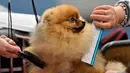 Seekor anjing Spitz Jerman saat dipersiapkan oleh pemiliknya untuk mengikuti kompetisi Dog Show di Dortmund, Jerman, (13/10). Kompetisi ini akan berlangsung sampai 15 Oktober 2017. (AP Photo / Martin Meissner)