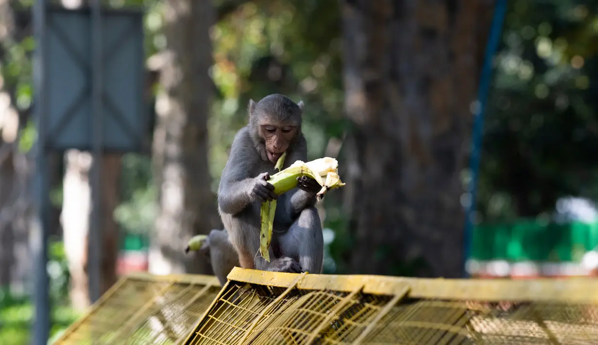 Seekor monyet mengupas pisang di tengah suasana lockdown di New Delhi, India (2/4/2020). Sepinya lalu lintas kendaraan membuat kawanan monyet liar itu dengan bebas berkeliaran ke jalan-jalan. (AFP/Jewel Samad)