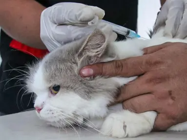 Petugas menyuntikkan vaksin antirabies kepada seekor kucing di Pusat Kesehatan Hewan (Puskeswan) Kota Tangerang, Banten, Rabu (3/3/2021). Sebanyak 500 hewan mendapat vaksin antirabies yang diberikan oleh Pemerintah Kota Tangerang melalui Dinas Ketahanan Pangan. (Liputan6.com/Angga Yuniar)