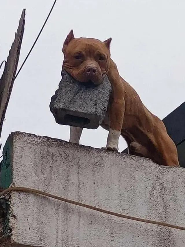 6 Kelakuan Nyeleneh Anjing Saat Main, Ada yang Buat Anak Nangis
