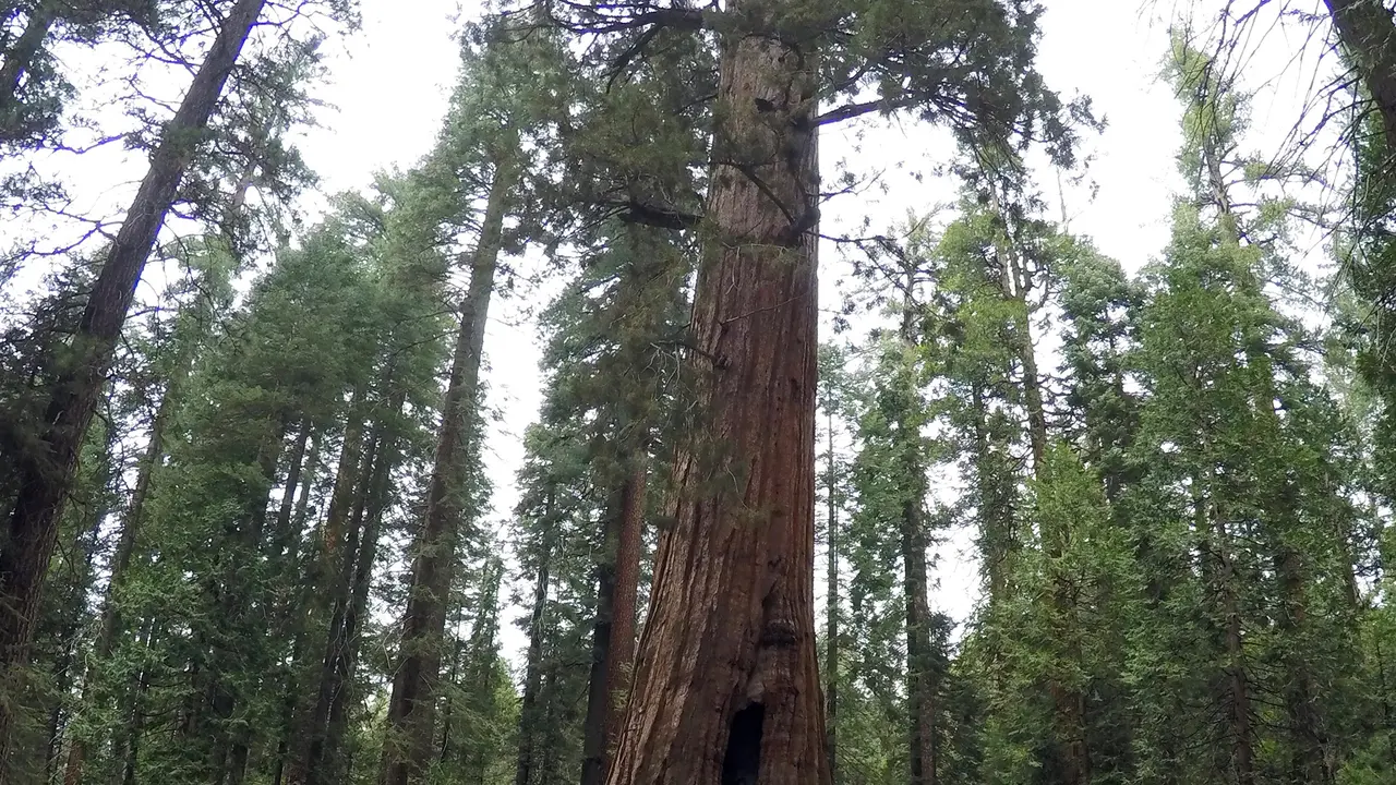 Pohon Unik Ikon California Tumbang