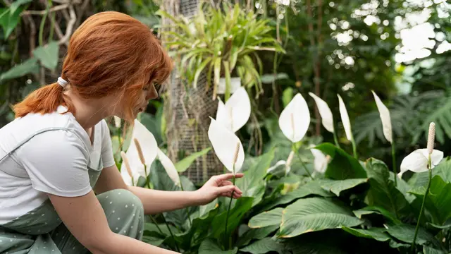 Cara Merawat Peace Lily agar Subur, Sehat, dan Rajin Berbunga