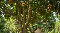 9 Cara Alami Merangsang Pohon Buah Tanpa Bahan Kimia, Cepat Berbuah Lebat