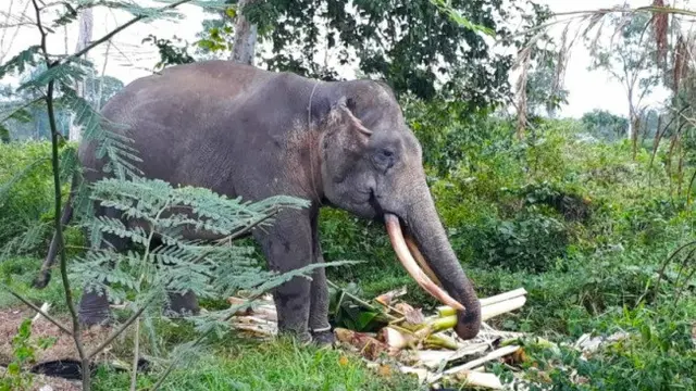 Gajah latih yang dikerahkan BBKSDA Riau untuk menggiring gajah liar jadi tontonan masyarakat.