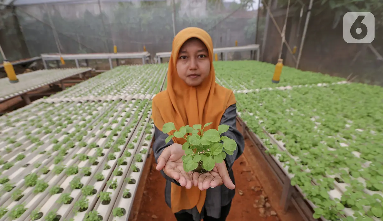 Karyawan menunjukkan sayur hidroponik jenis bayam di Serua Farm, Bojongsari, Depok, Jawa Barat, Jumat (26/6/2020). Kebun sayur hidroponik dengan 25.000 lubang tanam, banyak menyuplai ke pedagang eceran hingga dijual ke masyarakat sekitar. (Liputan6.com/Fery Pradolo)