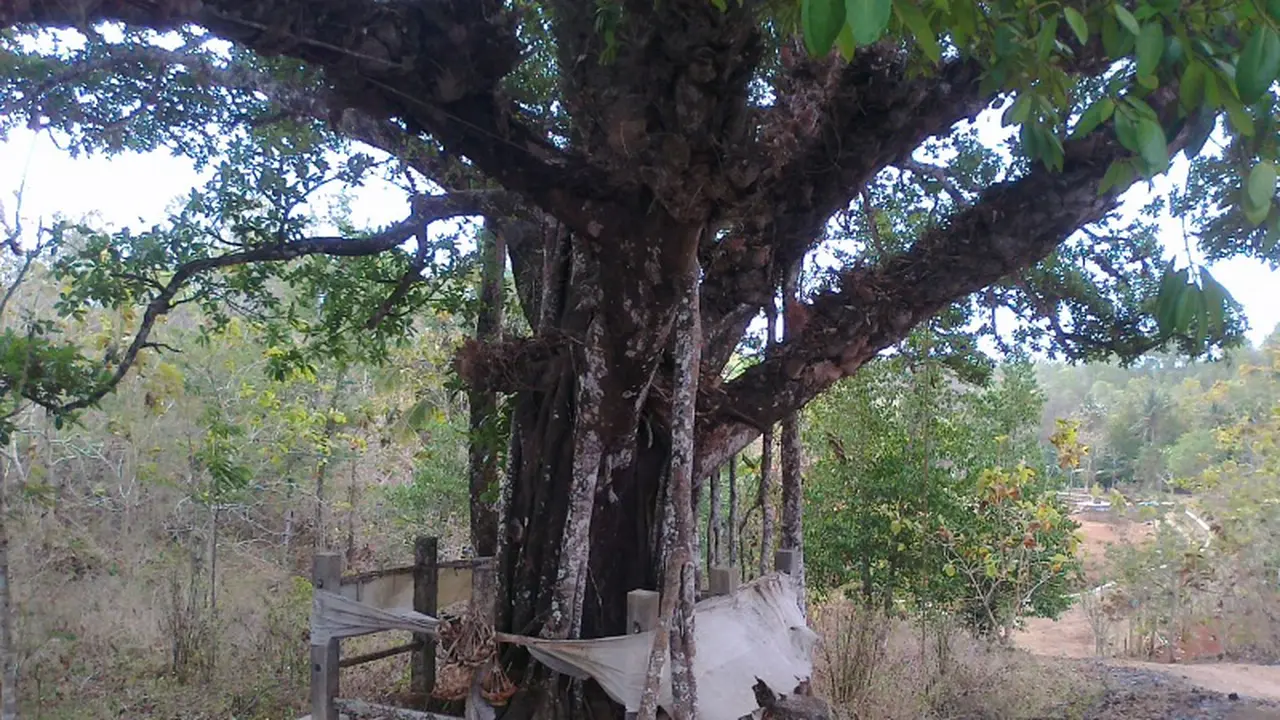 10 Pohon yang Konon Jadi Tempat Tinggal Para Hantu