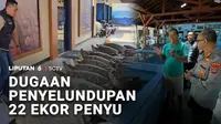 Dugaan penyelundupan penyu di perairan Pulau Serangan, Denpasar, Bali, digagalkan. Sebanyak 22 ekor penyu hijau ditemukan.