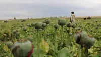 Sejumlah petani tengah bekerja di sebuah ladang opium (Reuters)