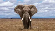 Ilustrasi gajah (Dok.Unsplash)