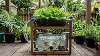10 Cara Membuat Aquaponik dari Galon Bekas untuk Menanam Selada dan Memelihara Ikan di Rumah
