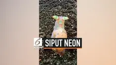 Seorang pendaki menemukan seekor siput dengan penampilan tidak biasa di bukit Changhua, Taiwan. Hewan tersebut memiliki tubuh warna-warni menyerupai lampu neon.