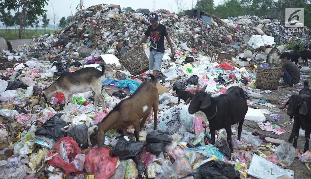 Sejumlah kambing memakan sampah plastik di tempat pembuangan sampah di kawasan Sunter, Jakarta, Rabu (8/5). Sulitnya mencari rumput di Ibukota menyebabkan para peternak terpaksa membiarkan hewan-hewan tersebut mengais makanan tidak pada tempatnya. (Liputan6.com/Immanuel Antonius)