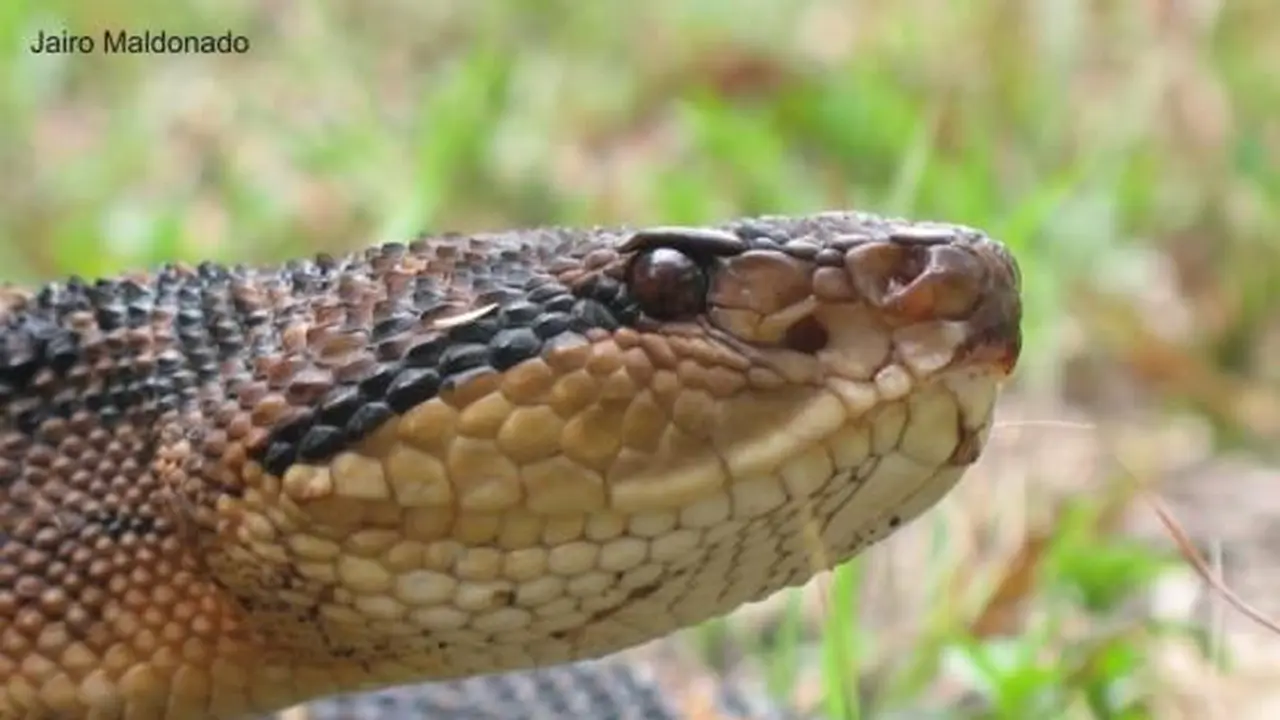 Lachesis Muta