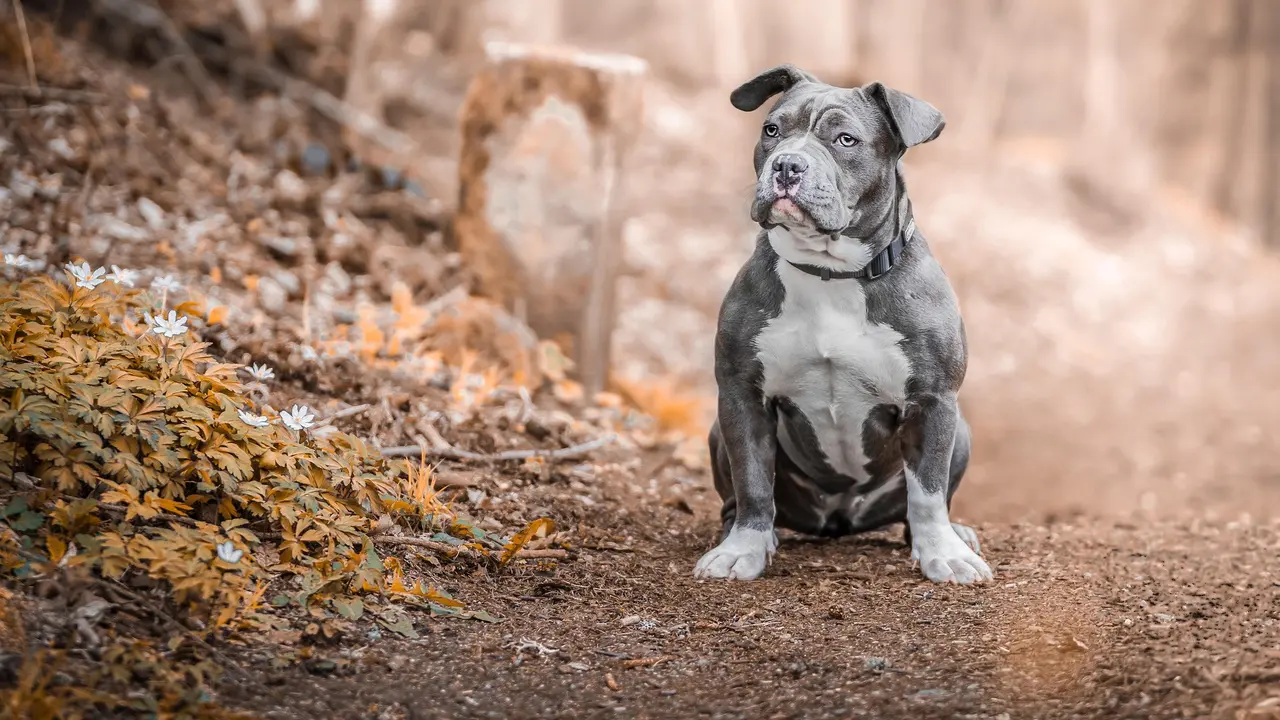 Staffordshire Bull Terrier