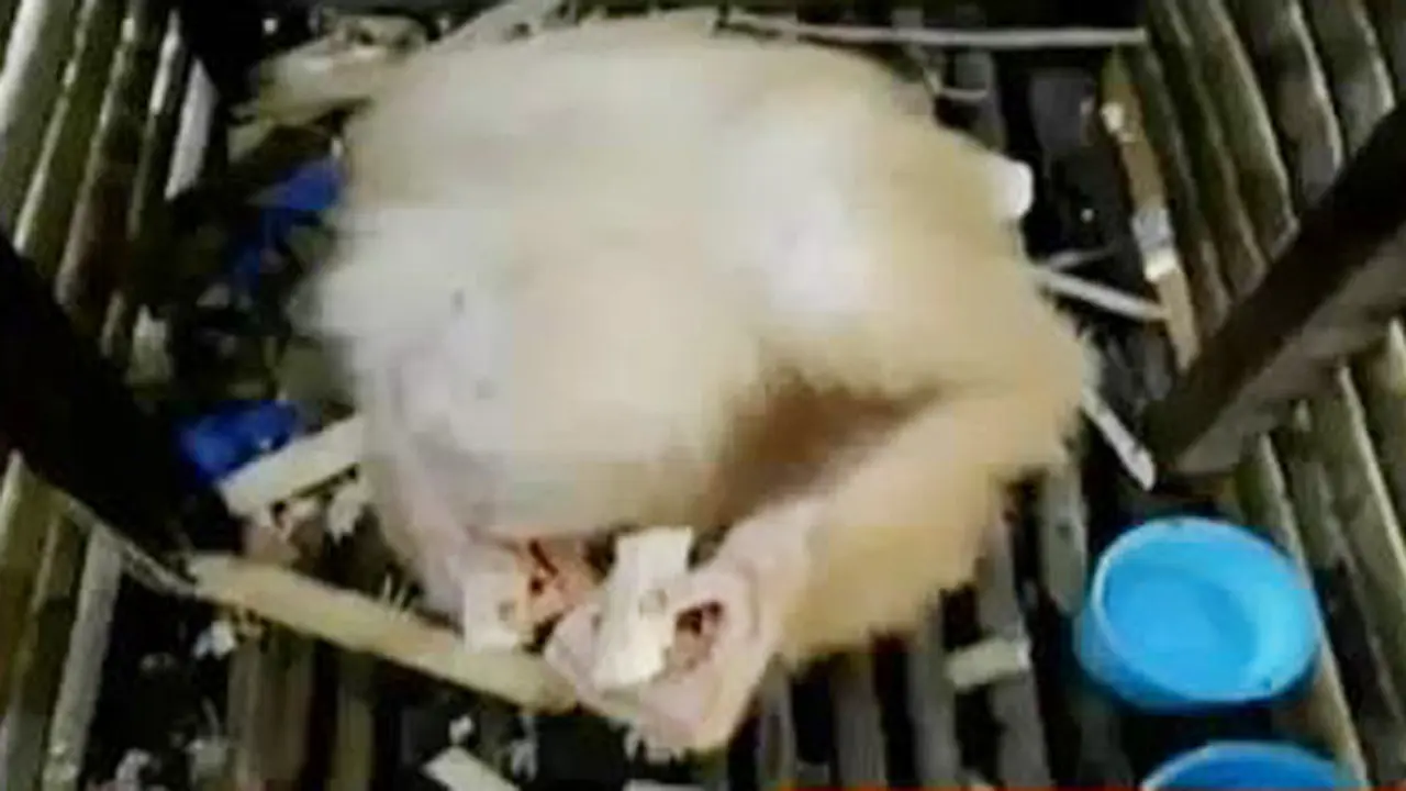 Orang Utan Albino 
