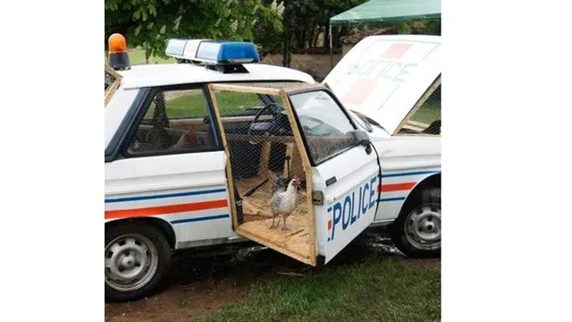 7 Potret Kandang Ayam ini Punya Desain Unik Hingga Mewah, Kreatif Banget