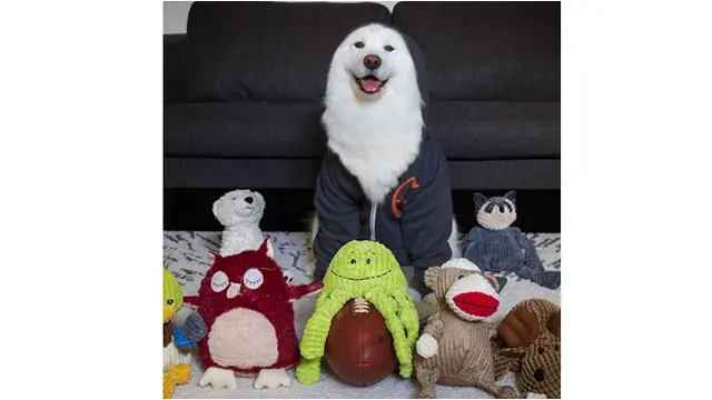 Coconut Rice Bear (sumber: instagram/@coconutricebear)