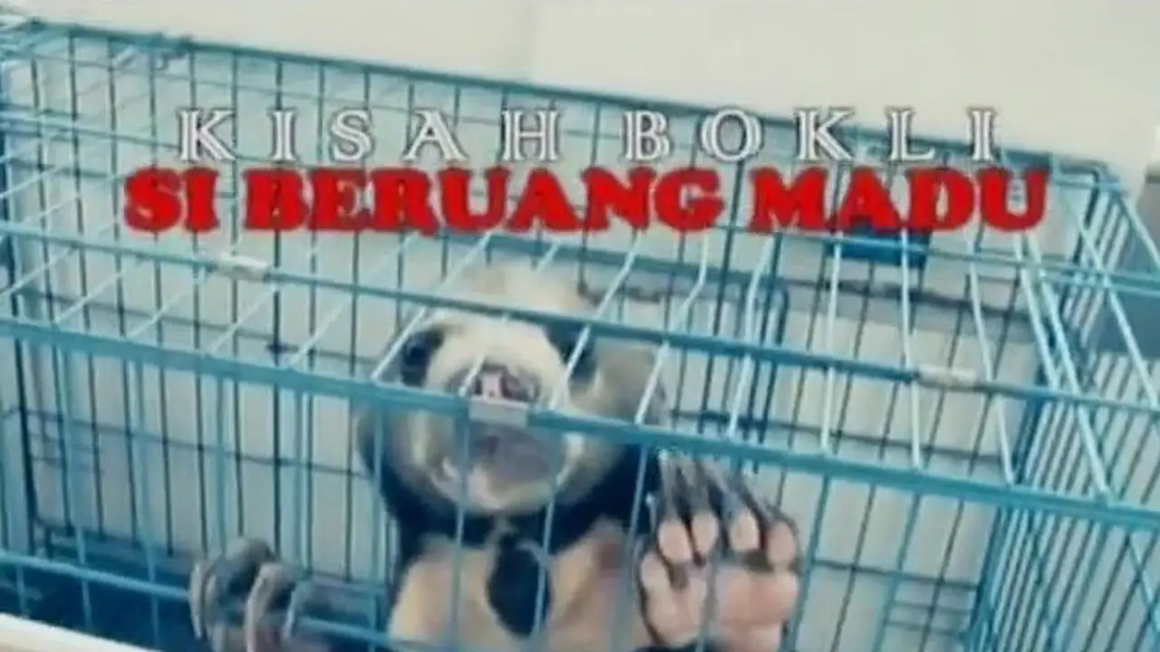 Sigi Investigasi: Kisah Bokli Si Beruang Madu