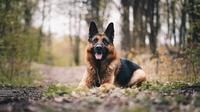 The best guard dogs for first time owners. (Photo: Anna Dudkova/Unsplash)