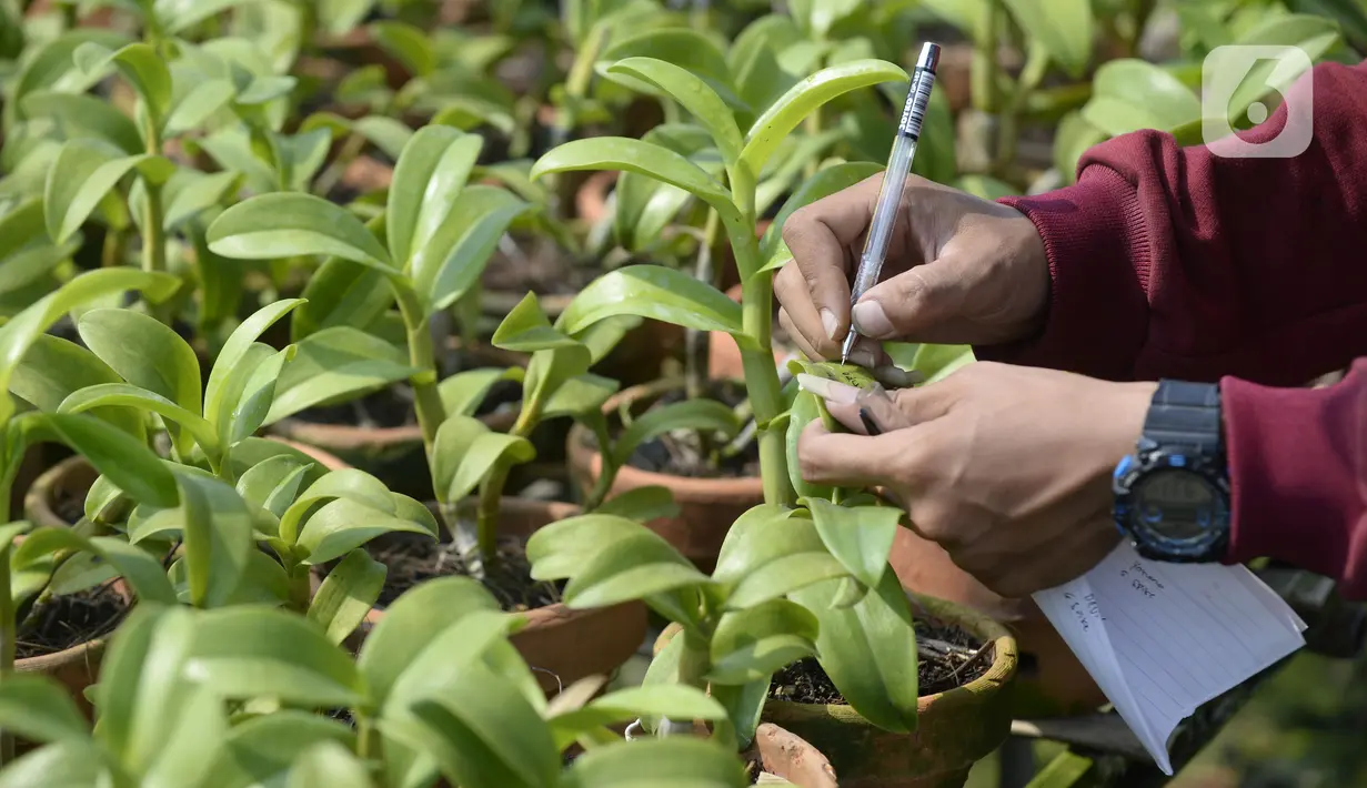 Pembeli memilih anggrek jenis dendrobium di tempat pembibitan budi daya anggrek, Pocis, Kecamatan Setu, Tangerang Selatan, Banten, Senin (31/8/2020). Anggrek dendrobium pesanan pembeli akan dikirim ke berbagai daerah, kebanyakan pemesan dari Kalimantan dan Sulawesi. (merdeka.com/Dwi Narwoko)