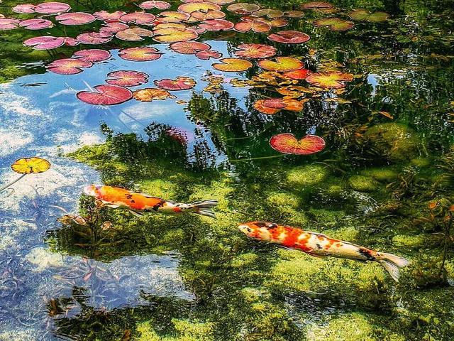 Kolam Monet Jepang Destinasi Wisata Yang Indah Bagai Lukisan Hidup Lifestyle Liputan6 Com