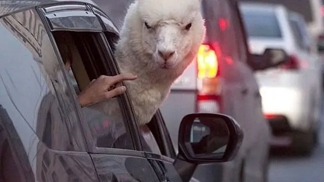 8 Potret Ekspresi Hewan Kalau Lagi Marah Ini Malah Lucu Banget