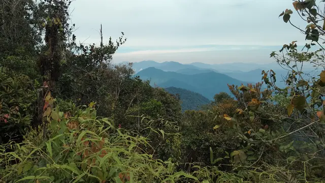 Pendakian Gunung Bunga Buah di Malaysia. (Dok: Gunung Bagging https://www.gunungbagging.com/bunga-buah/nggallery/page/2)