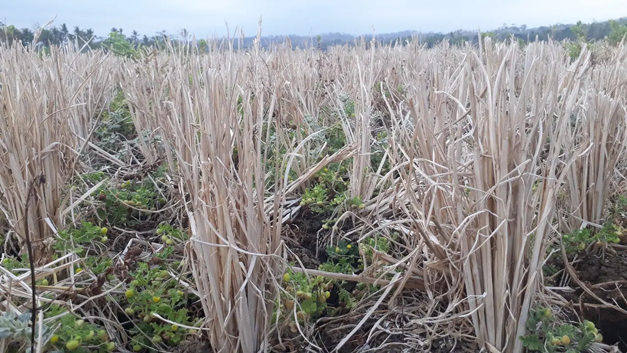 Ilustrasi - Sawah di musim kemarau. (Foto: Liputan6.com/Muhamad Ridlo)