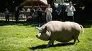 Seekor babi berperut buncit berjalan ketika orang-orang berpartisipasi dalam sesi yoga dengan babi selama penggalangan dana amal di The Happy Herd Farm Sanctuary, di British Columbia, Kanada, 26 Juli 2020. (Darryl Dyck/The Canadian Press via AP)