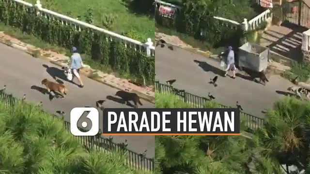 Seorang wanita yang sedang berjalan dan sering memberikan makanan pada hewan-hewan liar ini. Membuat jalanan seperti ada parade hewan.