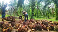 Petani sawit di Riau memanen dan menimbang buah untuk dijual ke pabrik. (Liputan6.com/M Syukur)