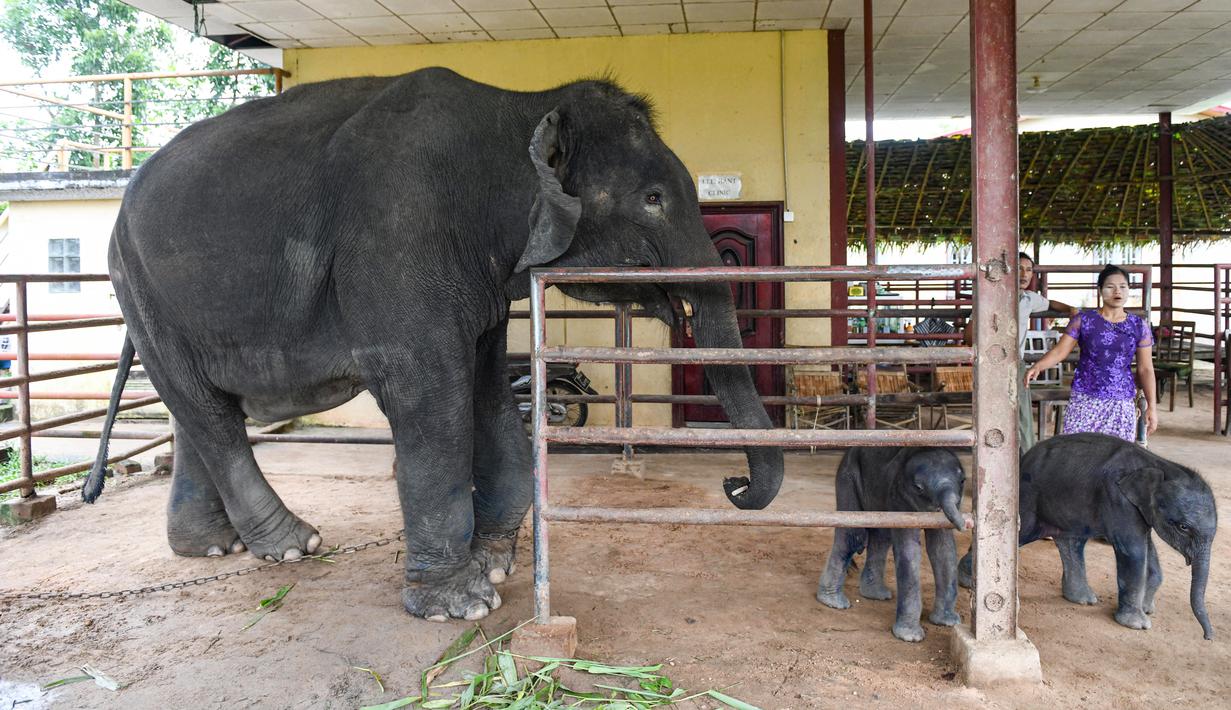 <p>Dengan tinggi sekitar dua kaki dan enam inci, anak kembar berukuran sangat kecil itu sekitar empat inci lebih pendek dari rata-rata anak gajah, kata Myo Min Aung, asisten manajer kamp tersebut. (Sai Aung MAIN / AFP)</p>