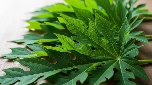 Daun Pepaya