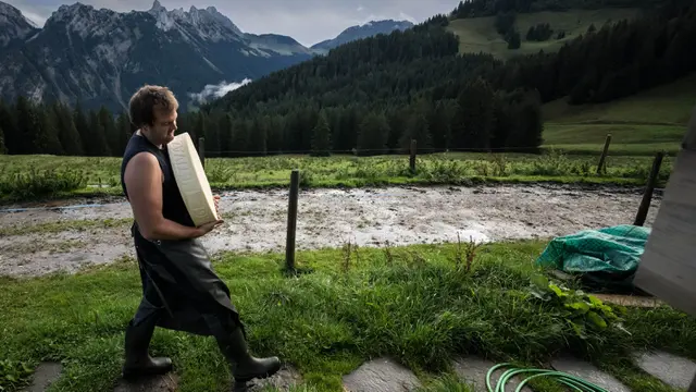 Pembuatan Keju Keras Swiss