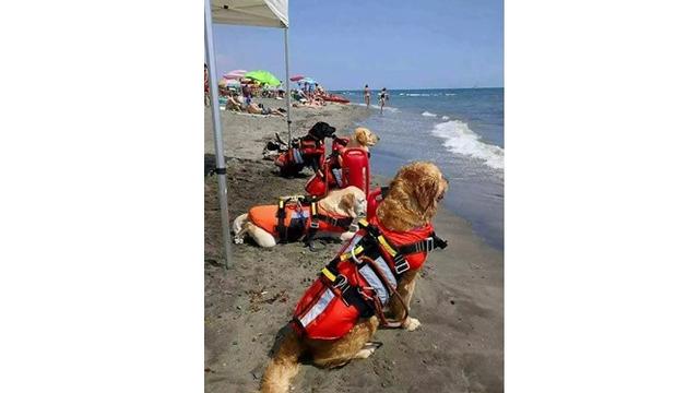 Anjing-anjing Ini Jadi Pekerja Layaknya Manusia 