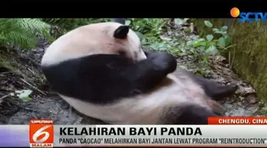 Seekor bayi panda jantan lahir dari induk bernama Caocao. Perkembangbiakannya menerapkan metode reintroduction.