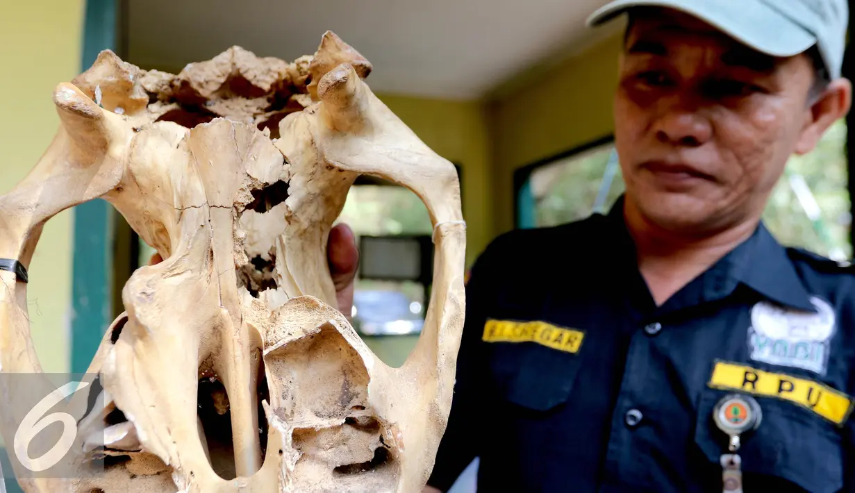 Petugas Rhino Protection Unit (RPU) menunjukkan barang bukti tengkorak badak yang ditembak pemburu di Taman Nasional Way Kambas, Lampung (6/11). Data ProFauna terdapat 78 kasus penegakan hukum satwa liar selama tahun 2014. (Liputan6.com/Fery Pradolo)
