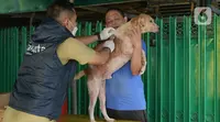 Petugas menyuntikkan vaksin rabies pada seekor anjing peliharaan warga di kelurahan Bukit Duri, Jakarta, Selasa (24/8/2021). Dinas Ketahanan Pangan, Kelautan, dan Pertanian (KPKP) memberikan vaksinasi rabies bagi hewan peliharaan warga untuk mengantisipasi penyakit rabies. (merdeka.com/Imam Buhori)