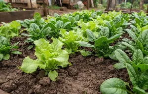 Memperbaiki Tanah Liat untuk Berkebun, Ini Bahan yang Sebaiknya Dihindari