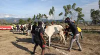 Di Desa Lolu, Kecamatan Sigi Biromaru, tradisi karapan sapi dimulai kembali untuk pertama kalinya usai gempa Magnitudo 7,4 yang menghancurkan kawasan tersebut. (Liputan6.com/ Heri Susanto)