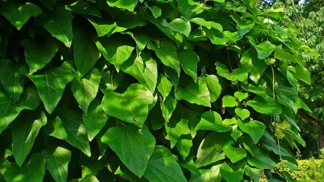 Menanam Daun Cincau/H. Zell/Wikimedia Commons/ CC BY-SA 3.0