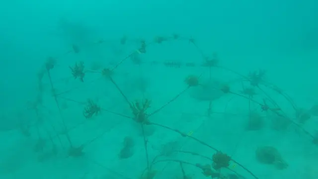 Pelestarian Ekosistem, 465 Unit Terumbu Karang Ditanam di Laut Karimunjawa